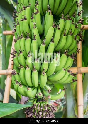 Grünes Bananenbündel in einem Bananenbaum. Stockfoto