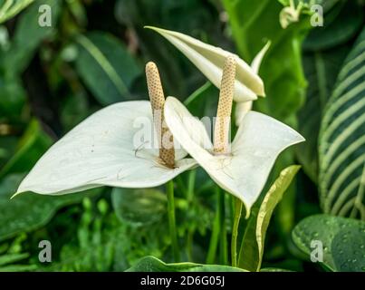 Nahaufnahme mit Zantedeschia aethiopica Blume , allgemein bekannt als Calla Lilie und Arum Lilie Stockfoto