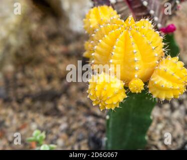 Gefärbter gelber Kaktus gymnocalycium mihanovichi. Selektiver Fokus. Stockfoto