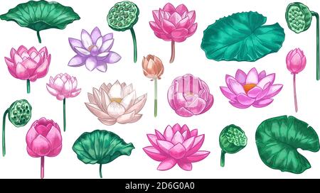 Rosa Lotus. Seerosenblüten rosa Lotus und grüne Blätter, schöne Blüte Pflanze botanischen Garten, tropische florale Element Farbe Vektor-Set Stock Vektor