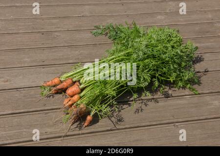 Bündel von frisch gepflückten hausgewachsenen Bio-Karotten (Daucus carota subsp. Sativus) auf einem Holzdecking Board Hintergrund in Rural Devon, England, Großbritannien Stockfoto