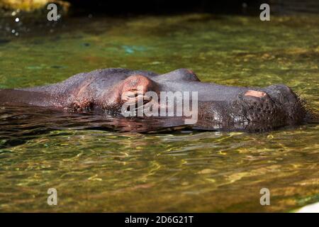 Liebenswert gemeines Nilpferd mit geschlossenen Augen schwimmen in einem Zoo Stockfoto