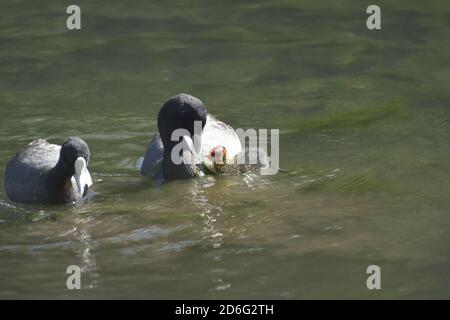 Familie Stockfoto