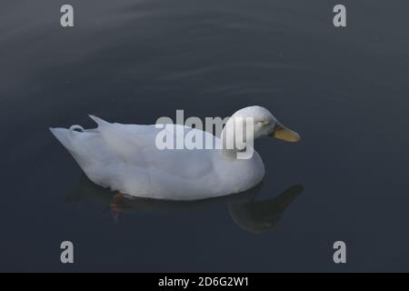 Schlafen auf dem Wasser Stockfoto