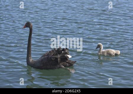 Familie Stockfoto