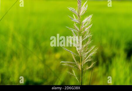 Grasblumen in Khulna, Bangladesch. Stockfoto