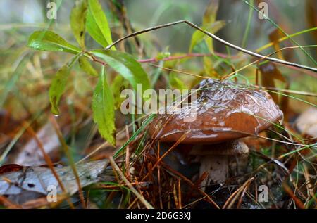 Genießbare gourmet Pilz unter der Bezeichnung Schmierer. Wald Feuchtigkeit nach Regen auf gefallene Herbst Blätter auf dem Boden im Wald. Menschliche Gesundheit Stockfoto