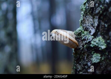 Gefährliche parasitäre Pilze wachsen auf toten Baumstümpfen, Ästen und Bäumen. Tinder-Pilz ähnelt Tuberkulose im menschlichen Körper. Fomes fomentarius. Magie Stockfoto