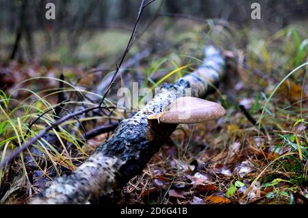 Gefährliche parasitäre Pilze wachsen auf toten Baumstümpfen, Ästen und Bäumen. Tinder-Pilz ähnelt Tuberkulose im menschlichen Körper. Fomes fomentarius. Magie Stockfoto