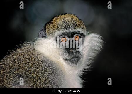 Porträt eines Grivet oder Savannenaffen (Chlorocebus aethiops), Äthiopien Stockfoto