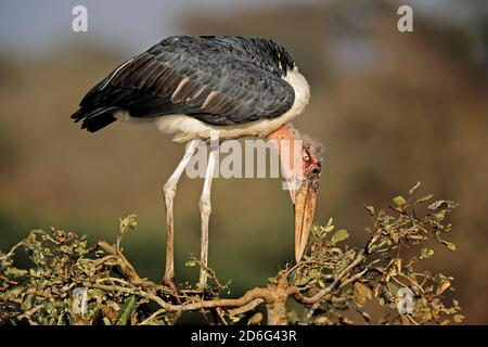 Ein Marabou-Storch (Leptoptilos crumeniferus) in einem Baum, Kruger-Nationalpark, Südafrika Stockfoto