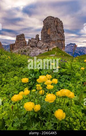 Die Felsformation Cinque Torri, Cinque Torri di Averau, umgeben von gelb blühenden Blumen. Stockfoto