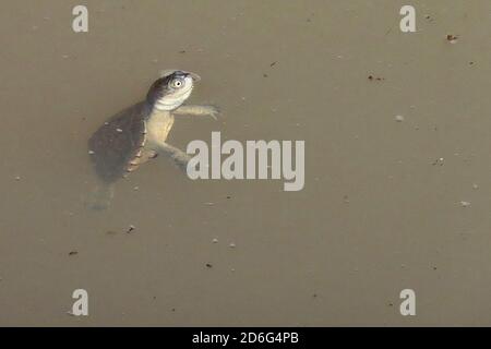 Eine Sumpfschildkröte, oder afrikanische Helmschildkröte, taucht im Okonjima Nature Reserve in Otjozondjupa, Namibia, in einem Wasserbecken unter Stockfoto