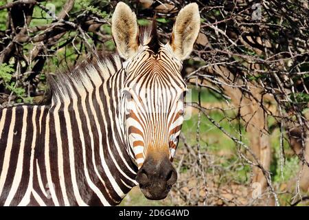 Ein Hartmann's Mountain Zebra (Equus Zebra) beim Blick auf die Kamera im Okonjima Reserve, Otjozondjupa Region, Namibia. Stockfoto