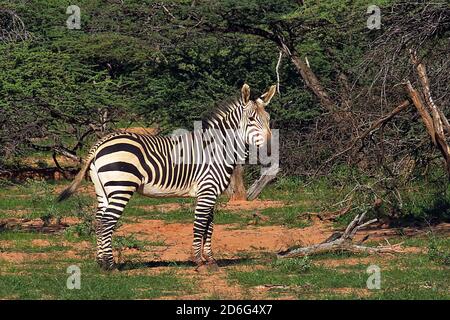 Ein Hartmann's Mountain Zebra (Equus Zebra) beim Blick auf die Kamera im Okonjima Reserve, Otjozondjupa Region, Namibia. Stockfoto