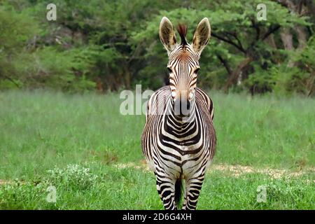 Ein Hartmann's Mountain Zebra (Equus Zebra) beim Blick auf die Kamera im Okonjima Reserve, Otjozondjupa Region, Namibia. Stockfoto