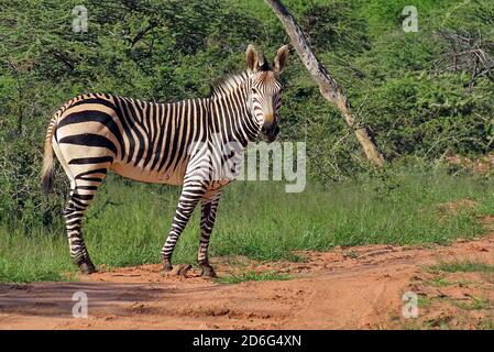 Ein Hartmann's Mountain Zebra (Equus Zebra), das während der Regenzeit im Okonjima Reserve, Otjozondjupa Region, Namibia, an der Straße steht. Stockfoto