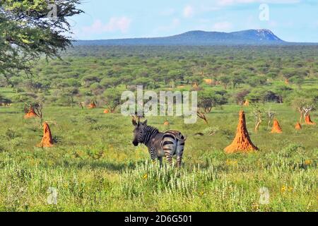 Ein Hartmann's Mountain Zebra (Equus Zebra), das zwischen Termitenhügeln im Okonjima Reserve, Otjozondjupa Region, Namibia, steht. Stockfoto