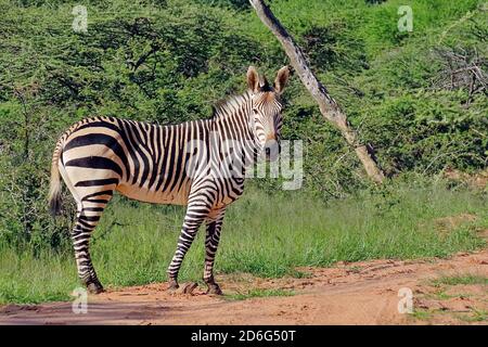 Ein Hartmann's Mountain Zebra (Equus Zebra), das während der Regenzeit im Okonjima Reserve, Otjozondjupa Region, Namibia, an der Straße steht. Stockfoto