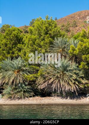Wunderschöne Palmen und Pinien an einer Bucht in Datca, Türkei. Es ist eine natürliche Dattobst-Spezialität, die nur in dieser Gegend wächst