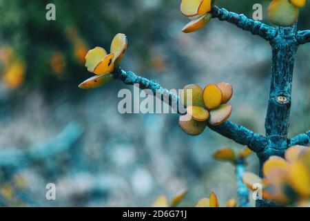 Nahaufnahme von einigen gelblichen saftigen Blättern von Portulacaria afra on Eine Zweigstelle Stockfoto