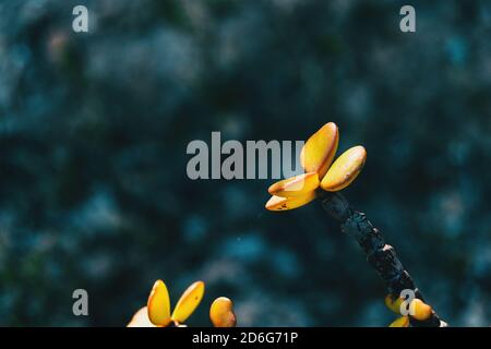 Detail einiger gelber saftiger Blätter von Portulacaria afra auf Die Spitze eines Zweiges Stockfoto