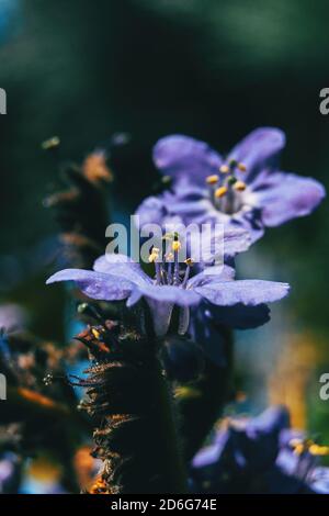 Nahaufnahme der errichteten Staubgefäße einer purpurnen Blüte polemonium caeruleum mit einer anderen unfokussierten Blume auf dem Hintergrund Stockfoto