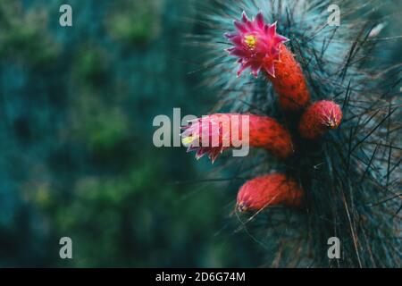 Nahaufnahme einiger rosa Blüten und Knospen des Cephalocereus senilis Wächst in seinen Dornen Stockfoto