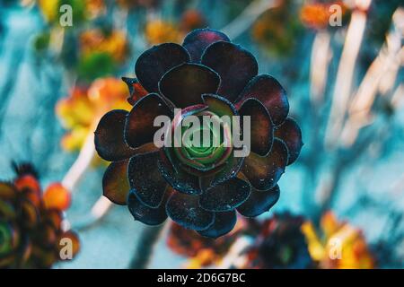 Nahaufnahme einer Granatrosette des Aeonium arboreum mittig in Das Bild Stockfoto