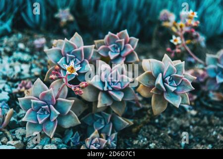 Nahaufnahme einiger graptopetalum paraguayense Blumen und einer schönen Knospe IT-Wachstum Stockfoto