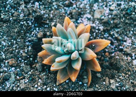 Nahaufnahme einer gelblichen fleischigen Pflanze von sedum sediforme wächst Auf dem Boden Stockfoto