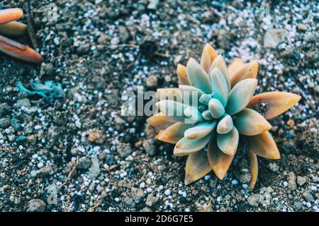 Nahaufnahme einer gelblichen fleischigen Pflanze von sedum sediforme wächst Auf dem Boden Stockfoto