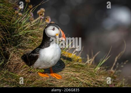 Puffin Stockfoto