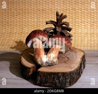 Stillleben mit zwei geschmolzenen Steinpilzen und einer Zeder Kegel auf einem runden Ständer aus dem gerissenen Stamm Stockfoto