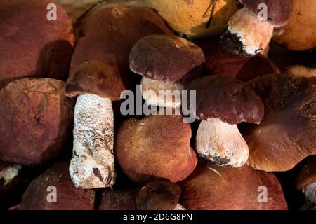 Ein Haufen edler Waldpilze boletus und Rotmütze boletus, Draufsicht Stockfoto