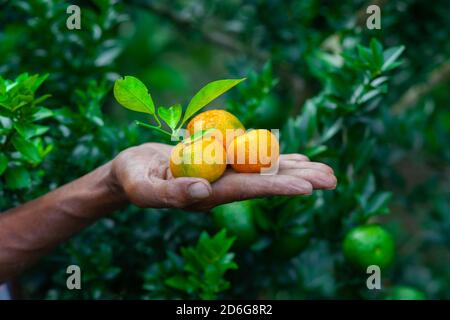 Ein Mann zeigt auf seiner Hand Mandarine und Zitrusfrüchte. Reife und unreife Zitrusfrüchte. Stockfoto