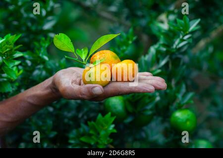 Ein Mann zeigt auf seiner Hand Mandarine und Zitrusfrüchte. Reife und unreife Zitrusfrüchte. Stockfoto