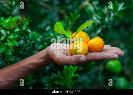 Ein Mann zeigt auf seiner Hand Mandarine und Zitrusfrüchte. Reife und unreife Zitrusfrüchte. Stockfoto