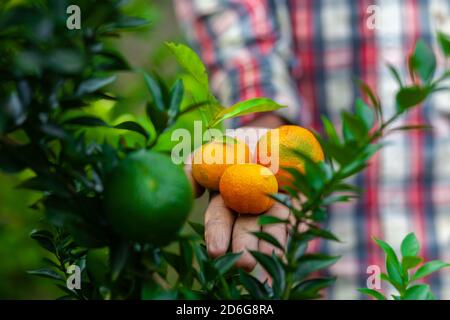 Ein Mann zeigt auf seiner Hand Mandarine und Zitrusfrüchte. Reife und unreife Zitrusfrüchte. Stockfoto