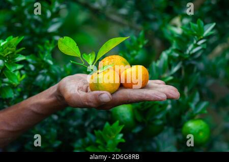 Ein Mann zeigt auf seiner Hand Mandarine und Zitrusfrüchte. Reife und unreife Zitrusfrüchte. Stockfoto