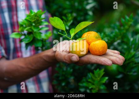 Ein Mann zeigt auf seiner Hand Mandarine und Zitrusfrüchte. Reife und unreife Zitrusfrüchte. Stockfoto