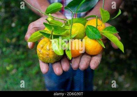 Ein Mann zeigt auf seiner Hand Mandarine und Zitrusfrüchte. Reife und unreife Zitrusfrüchte. Stockfoto