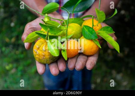 Ein Mann zeigt auf seiner Hand Mandarine und Zitrusfrüchte. Reife und unreife Zitrusfrüchte. Stockfoto