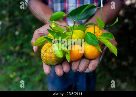 Ein Mann zeigt auf seiner Hand Mandarine und Zitrusfrüchte. Reife und unreife Zitrusfrüchte. Stockfoto