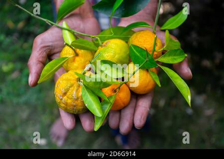 Ein Mann zeigt auf seiner Hand Mandarine und Zitrusfrüchte. Reife und unreife Zitrusfrüchte. Stockfoto