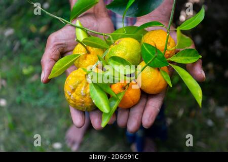 Ein Mann zeigt auf seiner Hand Mandarine und Zitrusfrüchte. Reife und unreife Zitrusfrüchte. Stockfoto