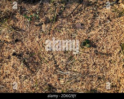 Nadelholz Nadeln auf dem Boden. Hell erleuchtetes Holz. Herbstsaison. Schöne nördliche Natur Hintergrund Stockfoto