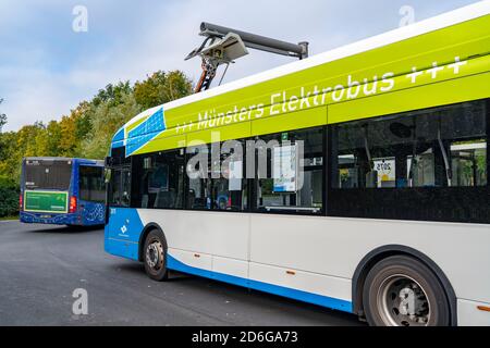 Elektrobus der Stadtwerke Münster, an einer Schnellladestation, Bushaltestelle, Buskraftstelle Dieckmannstraße in Münster Gievenbeck, 16 E-Busse Strom Stockfoto