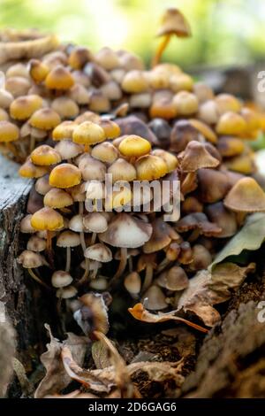 Honigpilze wachsen auf einem Baumstumpf. Eine Familie von Pilzen im Wald. Nahaufnahme, Herbsthintergrund, Pilzwachstum, Stockfoto