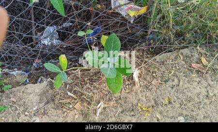 Indische grüne aak oder eine Madar-Pflanze, schöner aak-Baum mit grünem patti. Stockfoto